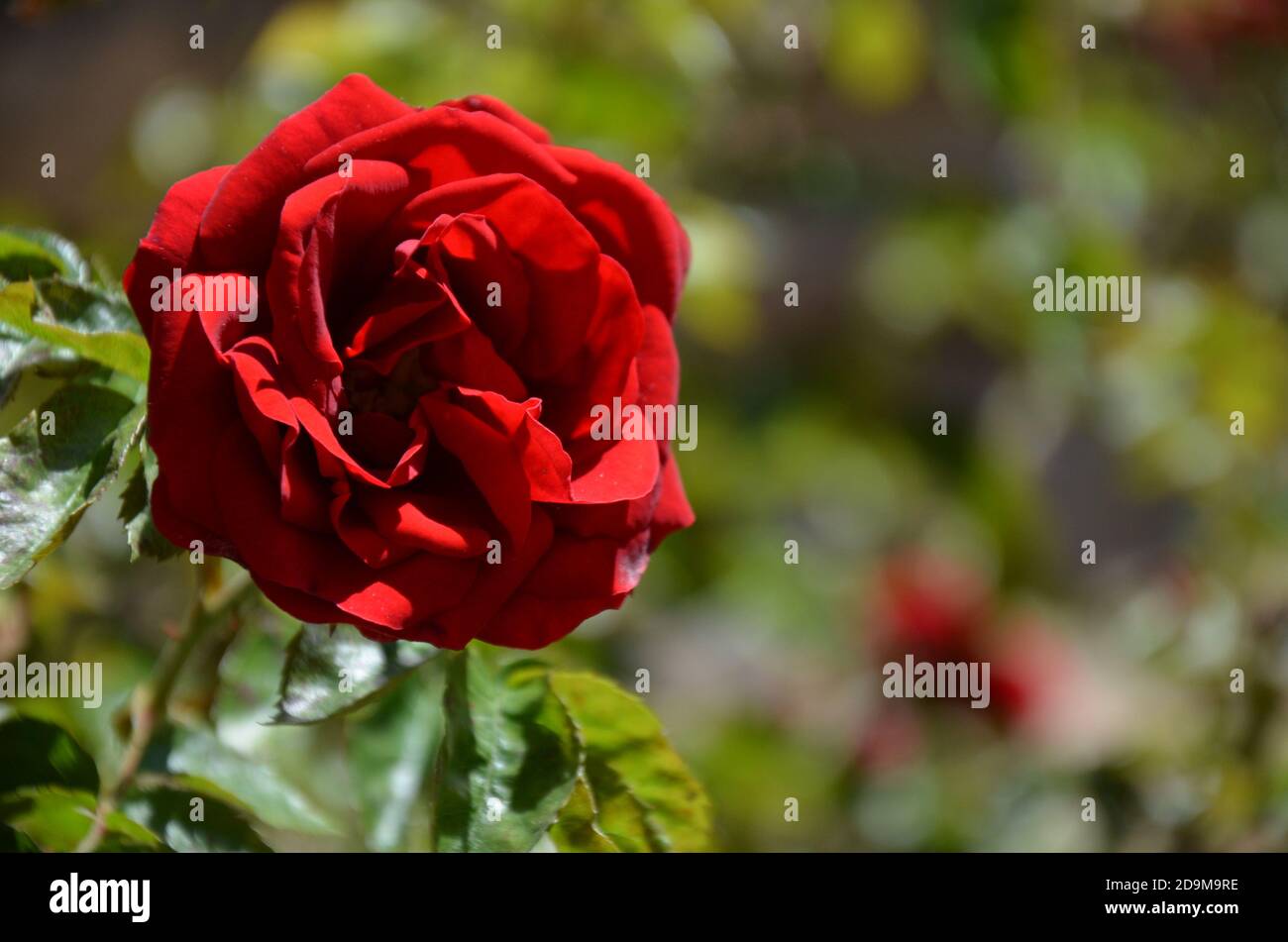 Flowers in a garden, Marburg (Germany Stock Photo Alamy
