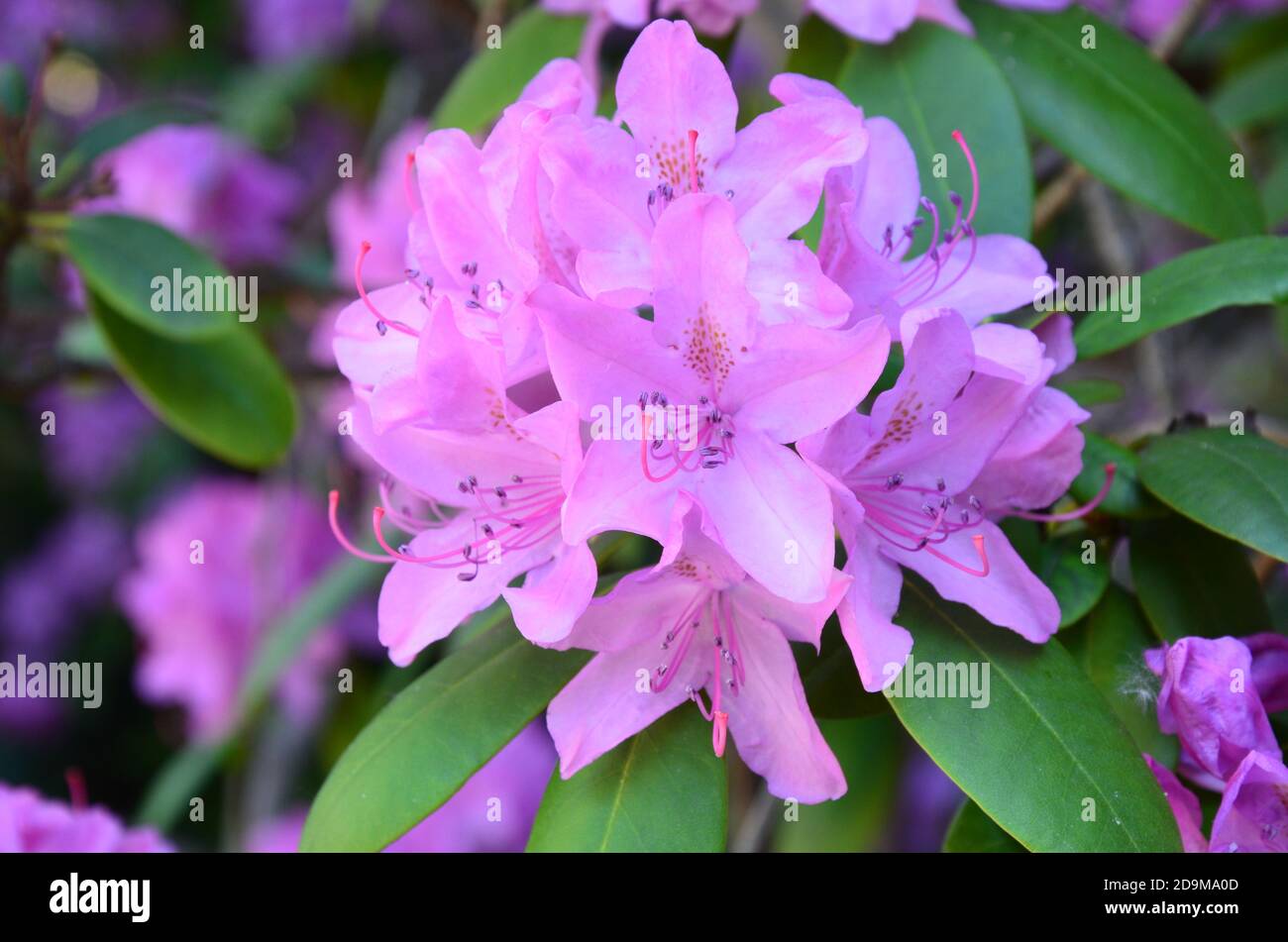 Flowers in a garden, Marburg (Germany Stock Photo Alamy