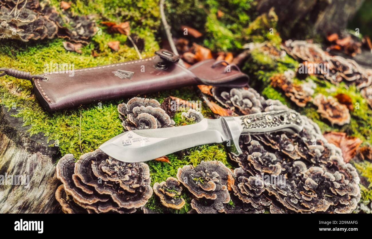Sibiu, Romania - October 18, 2020. Puma white hunter knife 6375 on the old  rotting trunk in forest Stock Photo - Alamy