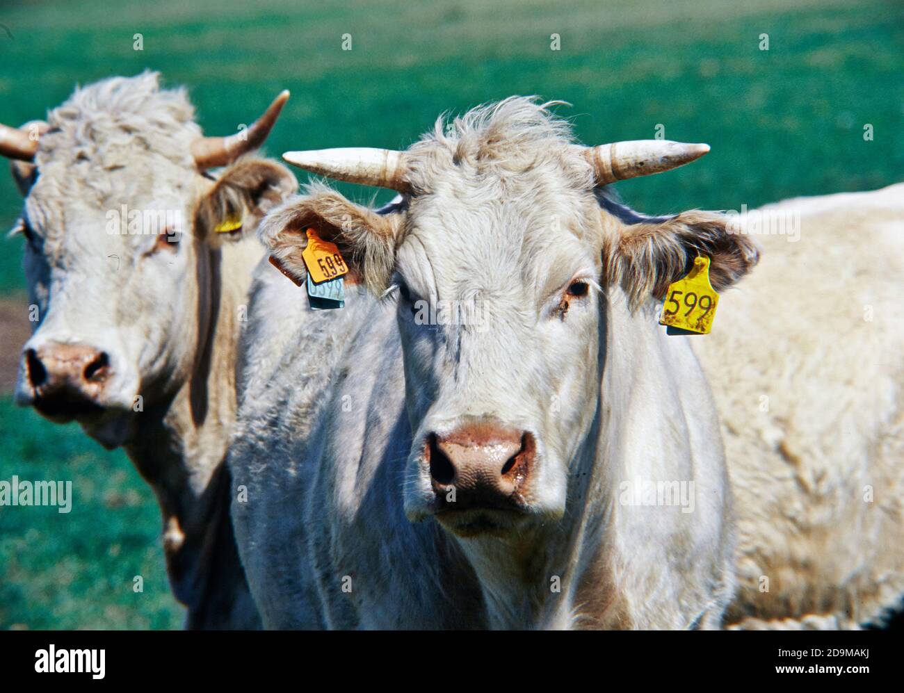 Two white cows standing on the graas in skane sweden Stock Photo