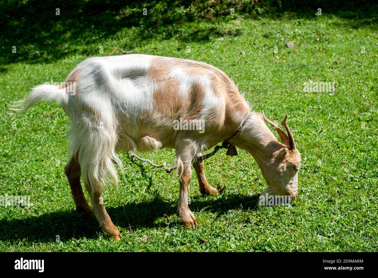 tied goat with a rope grazing Stock Photo Alamy