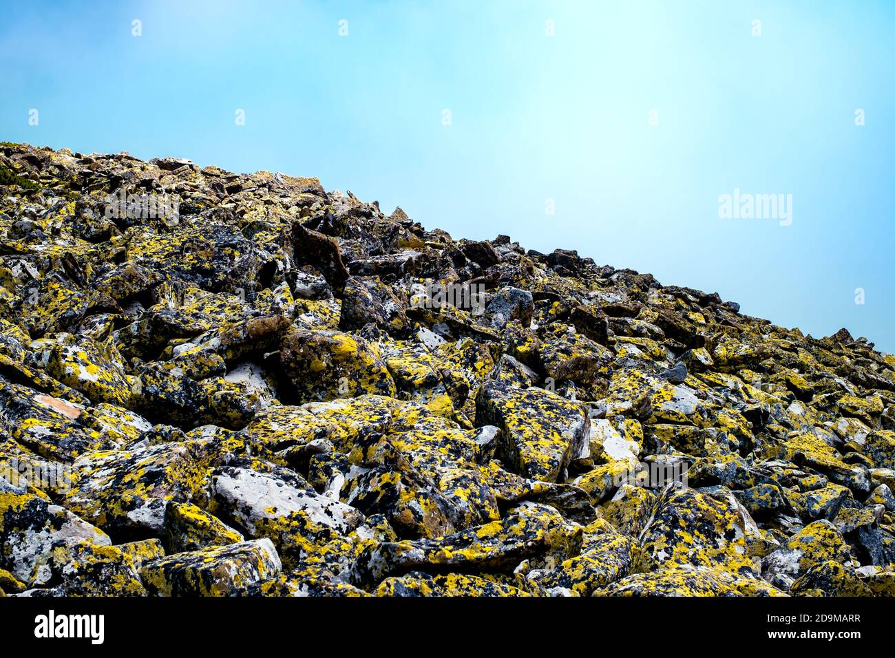 stone covered with Lichenes in Retezat National Park, Romania Stock Photo