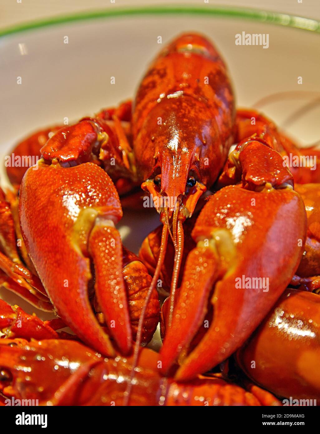 Detail of crayfish with head and claws. sormland region. Malmkoping Sweden, Europe. Stock Photo