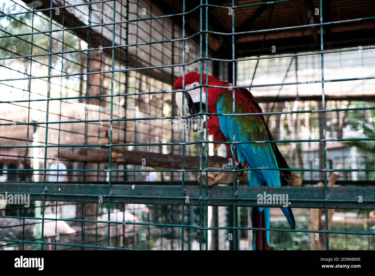 Scarlet macaw or ara macao parrot sitting in a cage at zoological
