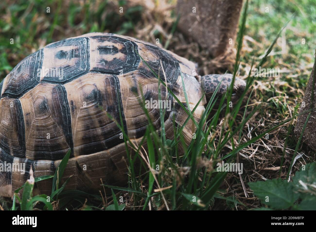 Sad tortoise looking through a fence to the future or maybe for
