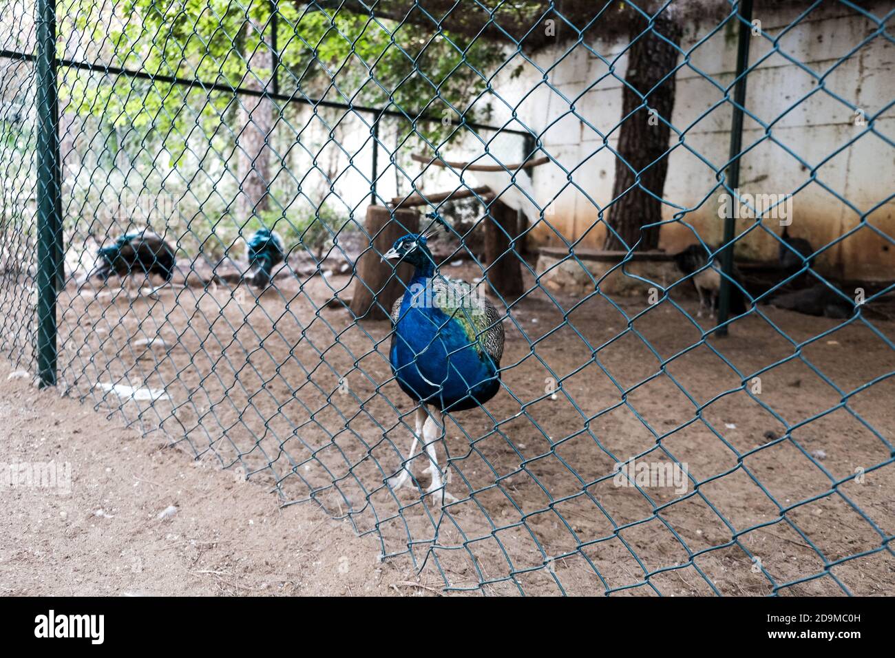 Bright blue peacock walking in a zoo behind the fence. Wild birds in captivity for tourist entertainment. Beautiful colorful peacock held captive Stock Photo