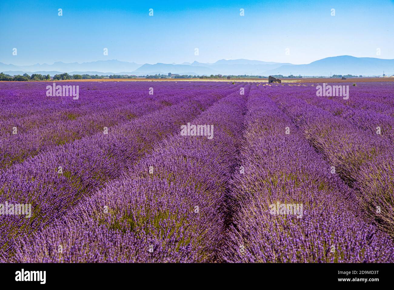 Wonderful nature landscape, amazing scenery with blooming lavender flowers. Moody sky, pastel colors on bright landscape view. Floral panoramic Stock Photo