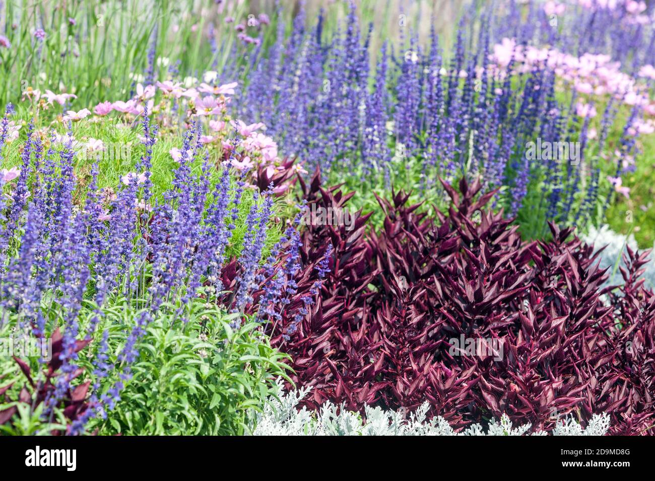 Annual flower beds mixed border blue salvia red iresine cosmos summer flower border Stock Photo