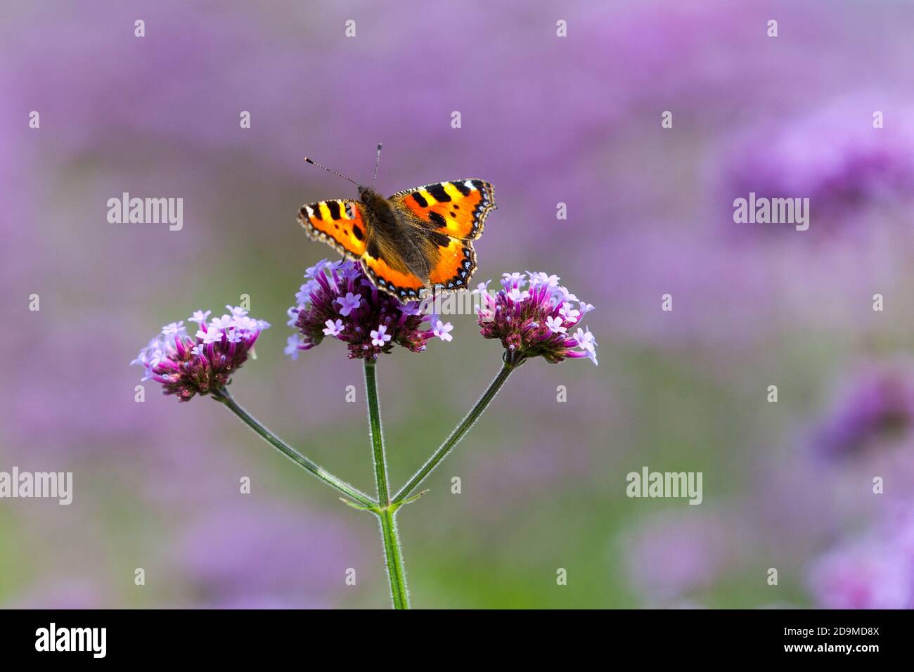Small Tortoise shell butterfly Aglais urticae drinking nectar Verbena bonariensis butterfly on flower Stock Photo