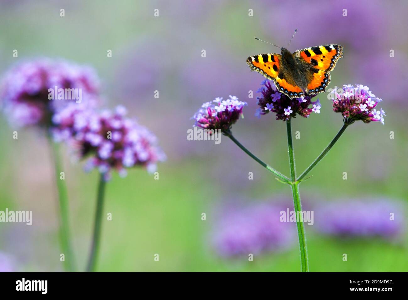 Summer garden butterfly The Small Tortoiseshell Butterfly Aglais urticae, Nymphalidae Verbena flower lavender colour Stock Photo