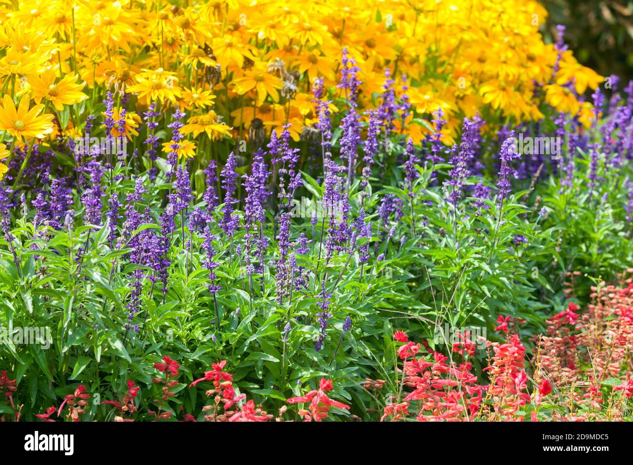 Flowerbed border garden summer flowers Salvia rudbeckia Stock Photo
