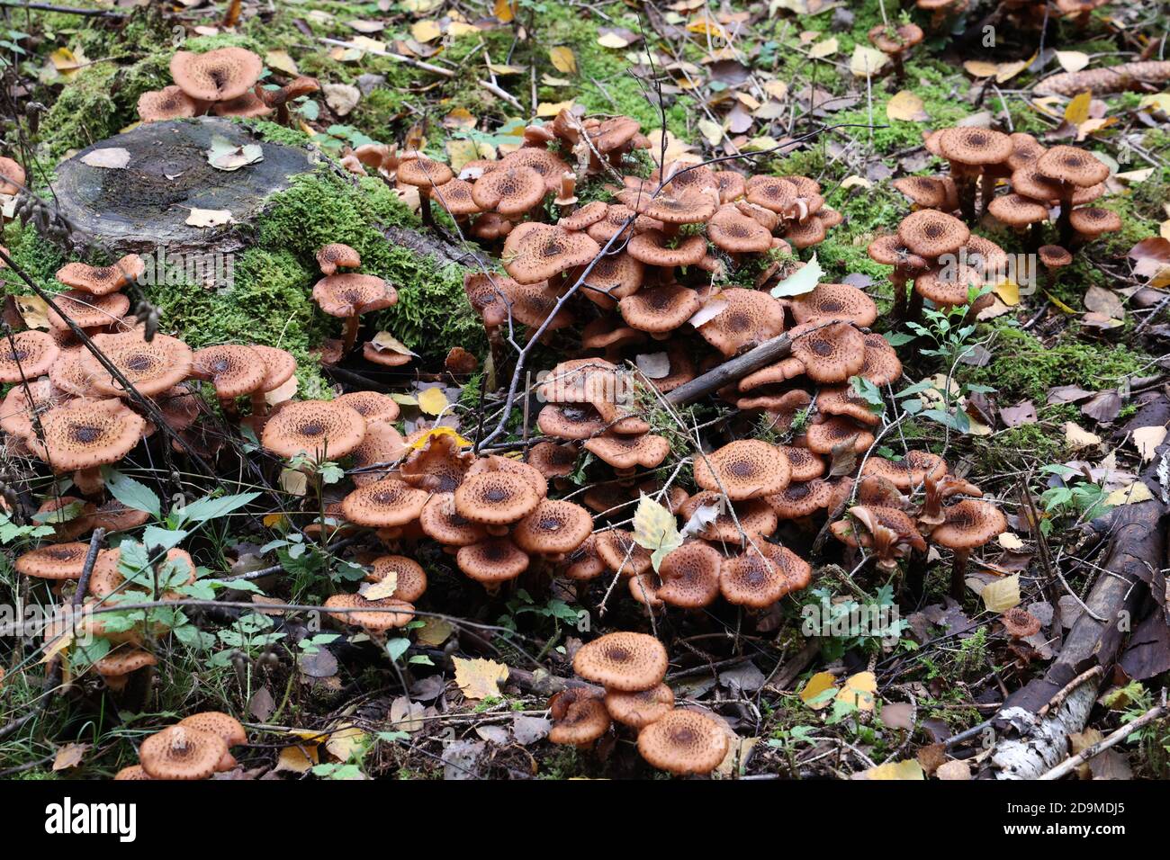 Group of autumn mushrooms grown in the forest on a stump Stock Photo ...