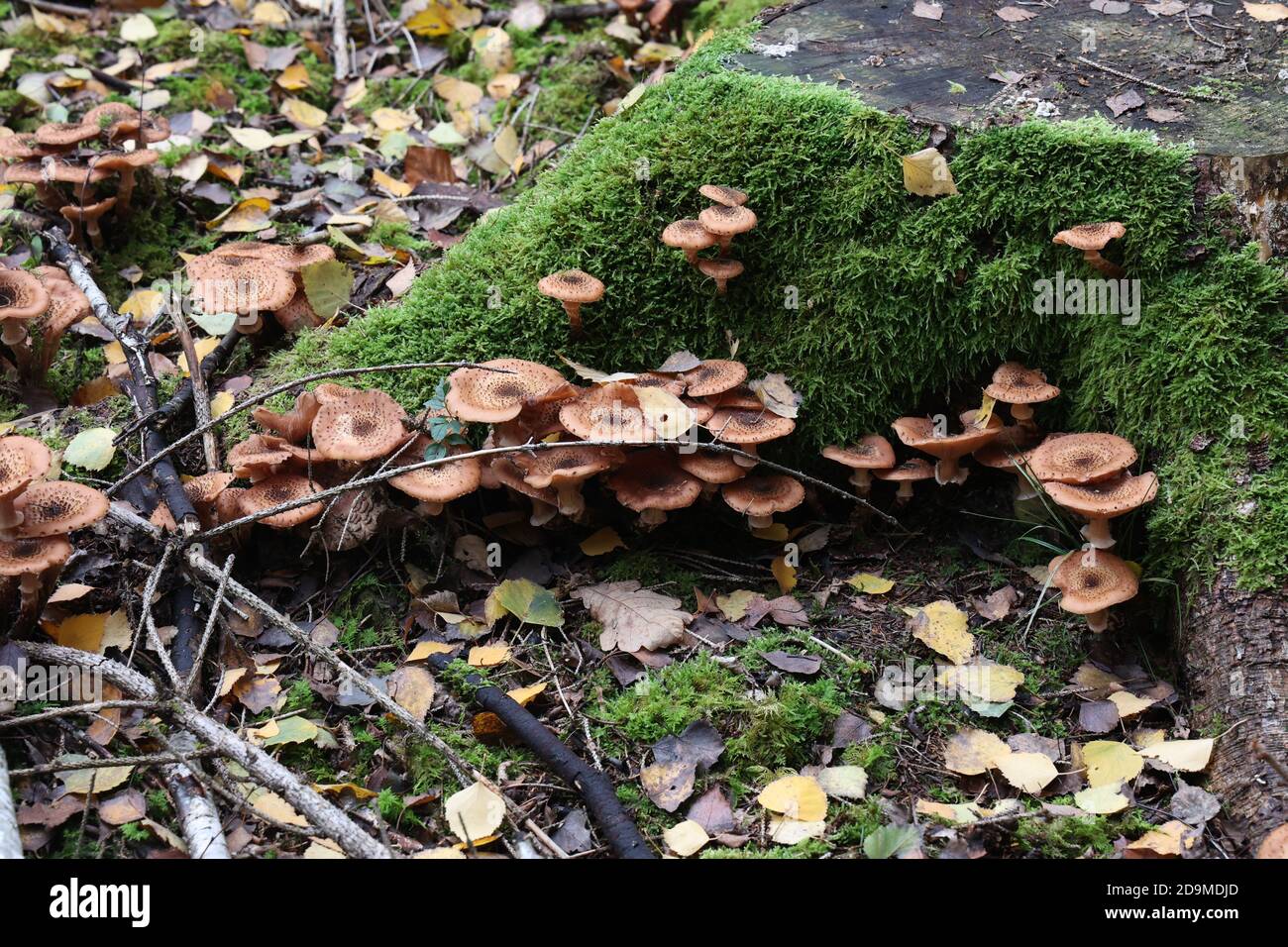 Autumn mushrooms grow in the forest on a stump Stock Photo - Alamy