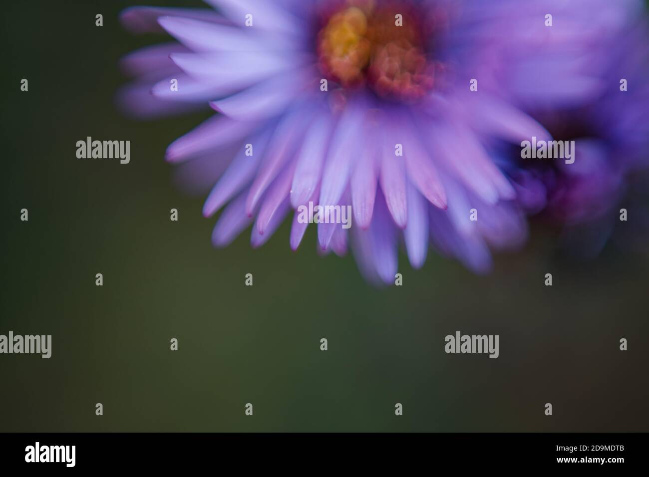 Soft focus flower petals hi-res stock photography and images - Alamy