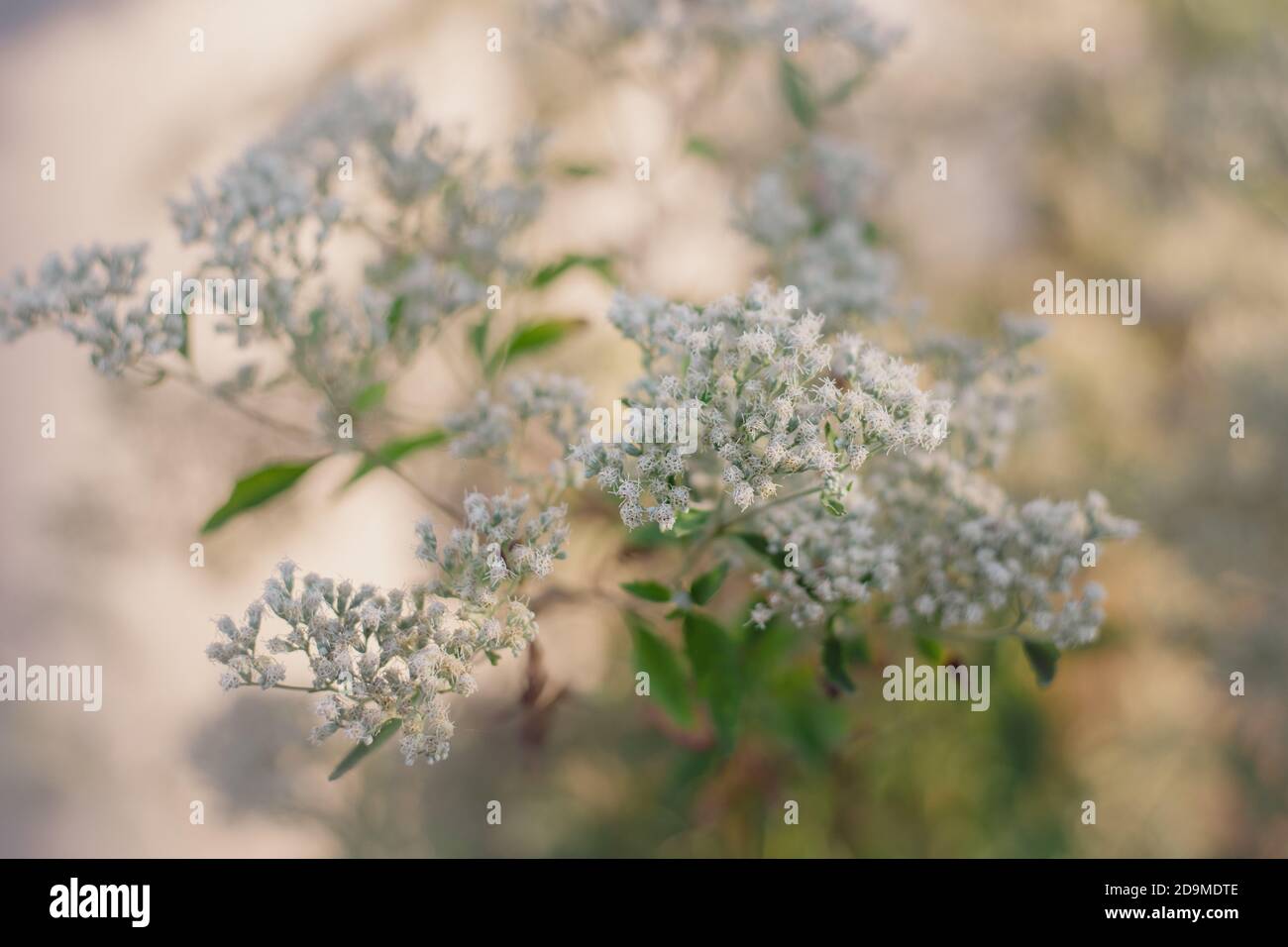 Selective focus white floral background Stock Photo