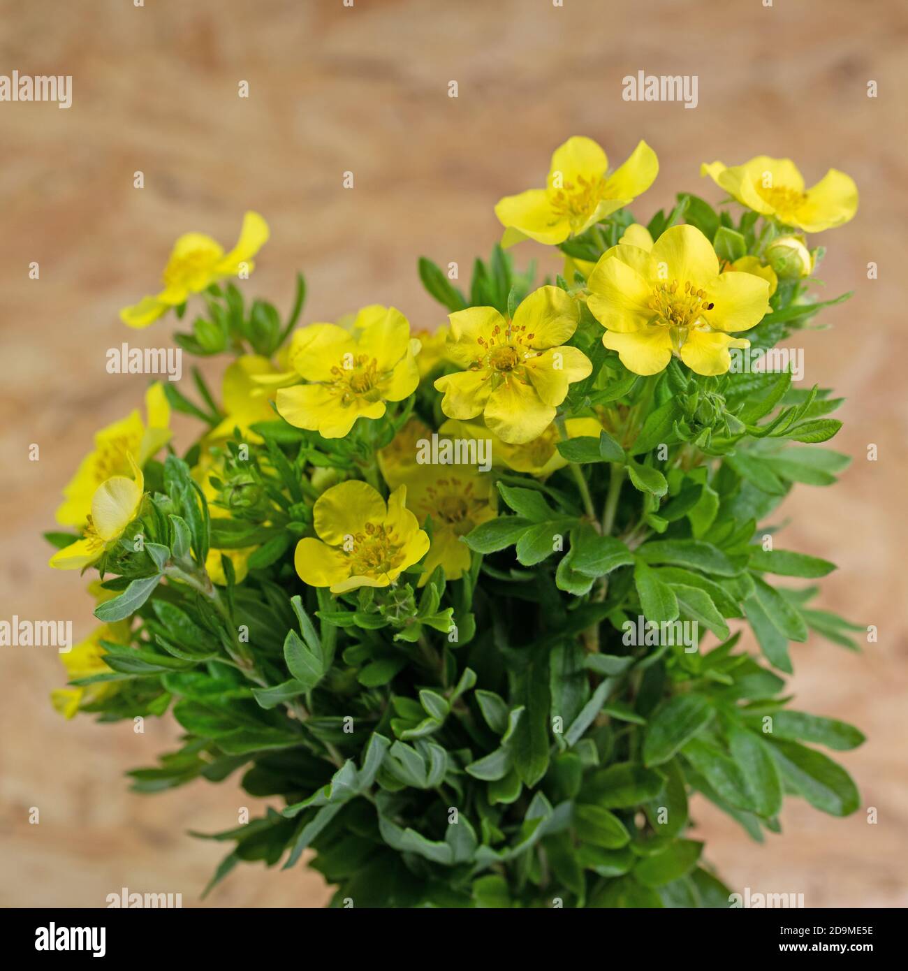 Flowering finger shrub, Potentilla fruticosa, close-up Stock Photo