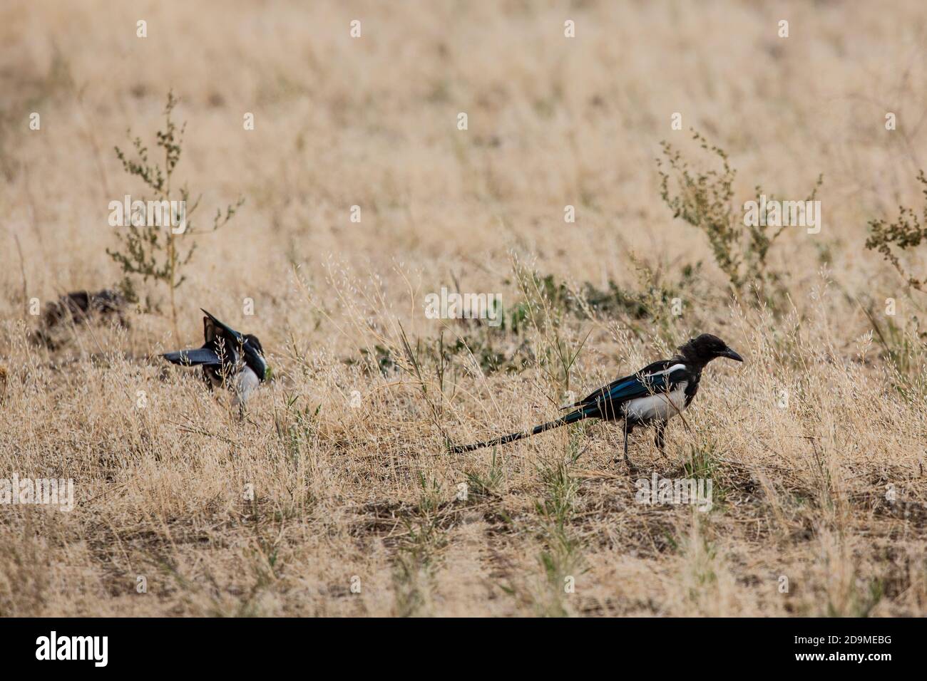 Two Black-billed Magpies or American Magpies, Pica hudsonia, forage in the grass for insects in Grand Teton National Park in Wyoming, USA. Stock Photo