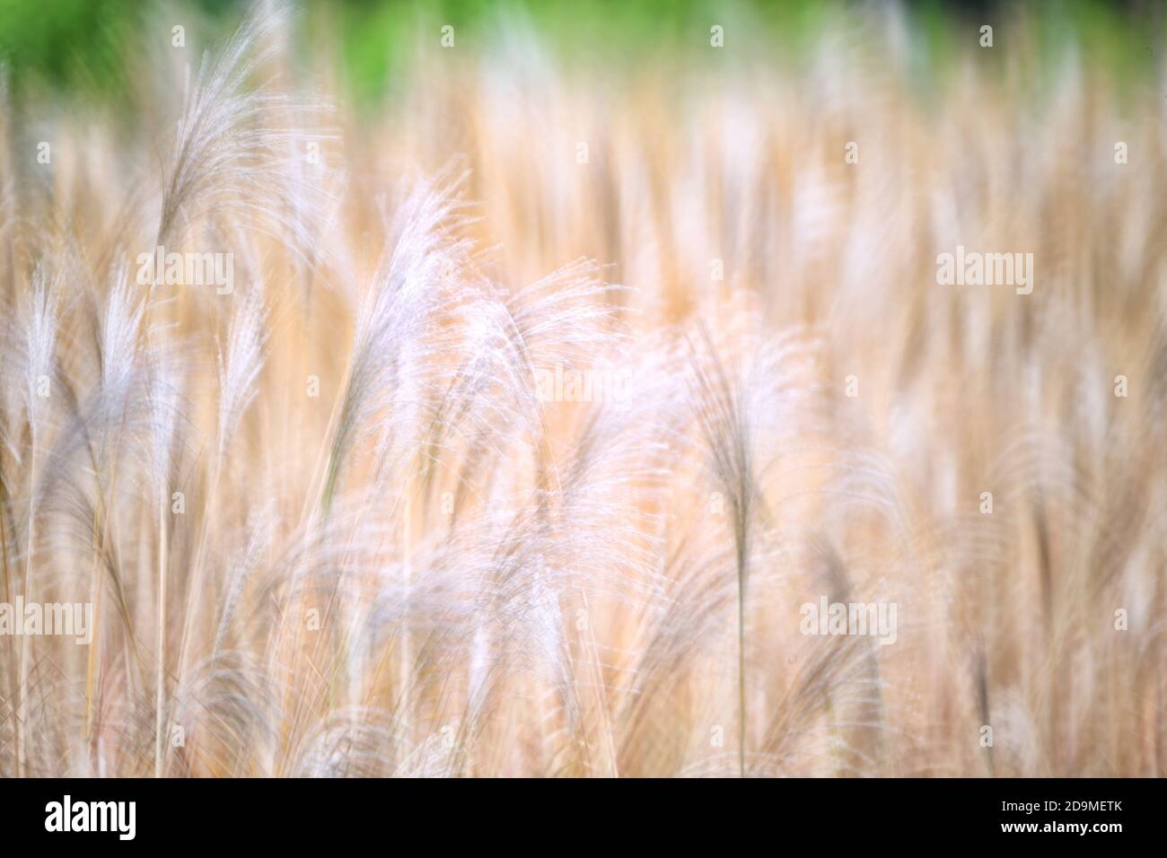 Reed, graslike plants of Costa Brava. Girona Stock Photo Alamy
