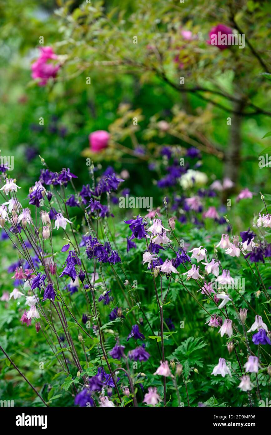 Aquilegia vulgaris,mixed colours,mixed colors,pink,white,blue,purple flowers,flowering,blooms,perennials,columbines,columbine,aquilegia,aquilegias,RM Stock Photo
