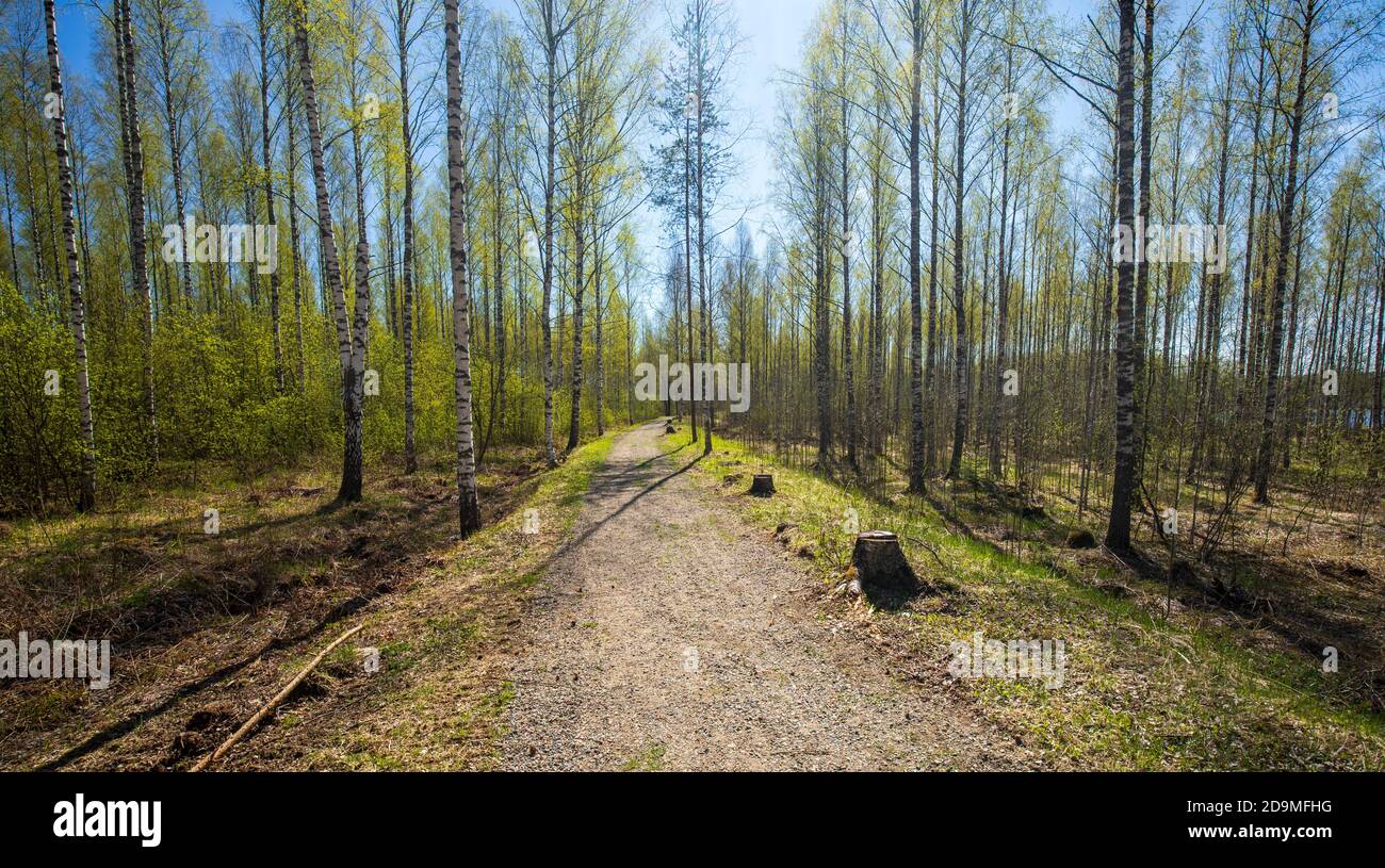 Walkway through birch forest at Spring , Finland Stock Photo