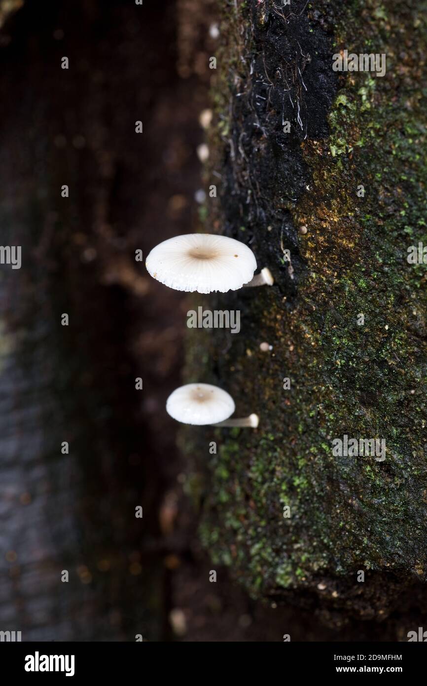 Fungi on a tree trunk in the rain forests of Panama.  Fungi are one of the principal means of breaking down decaying matter and recycling the nutrient Stock Photo