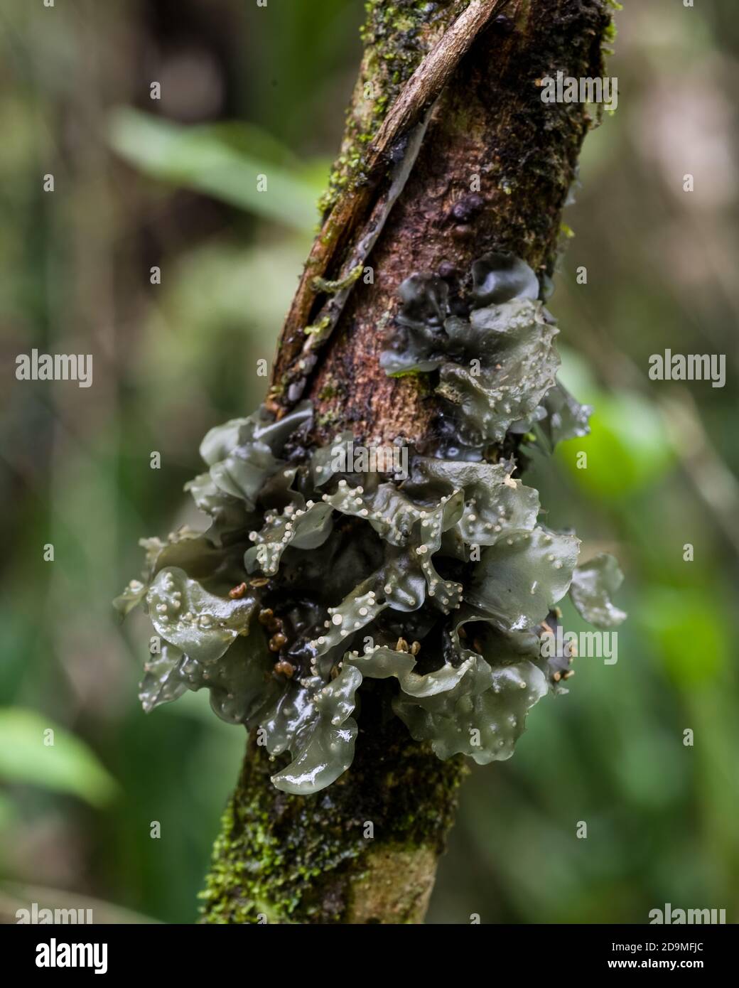 Fungi on a tree trunk in the rain forests of Panama.  Fungi are one of the principal means of breaking down decaying matter and recycling the nutrient Stock Photo