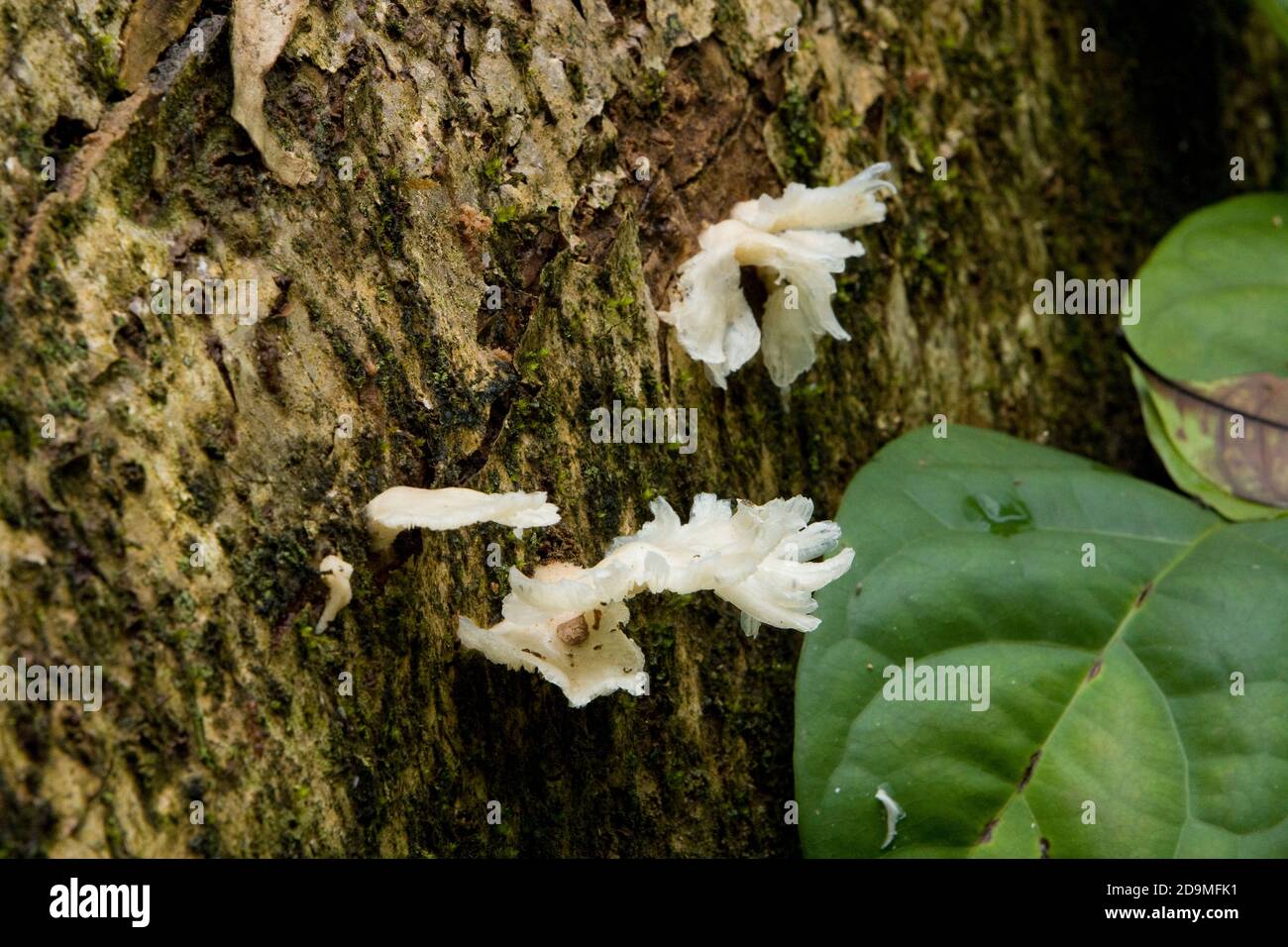 White shelf or bracket fungi on a tree trunk in the rain forests of Panama.  Fungi are one of the principal means of breaking down decaying matter and Stock Photo