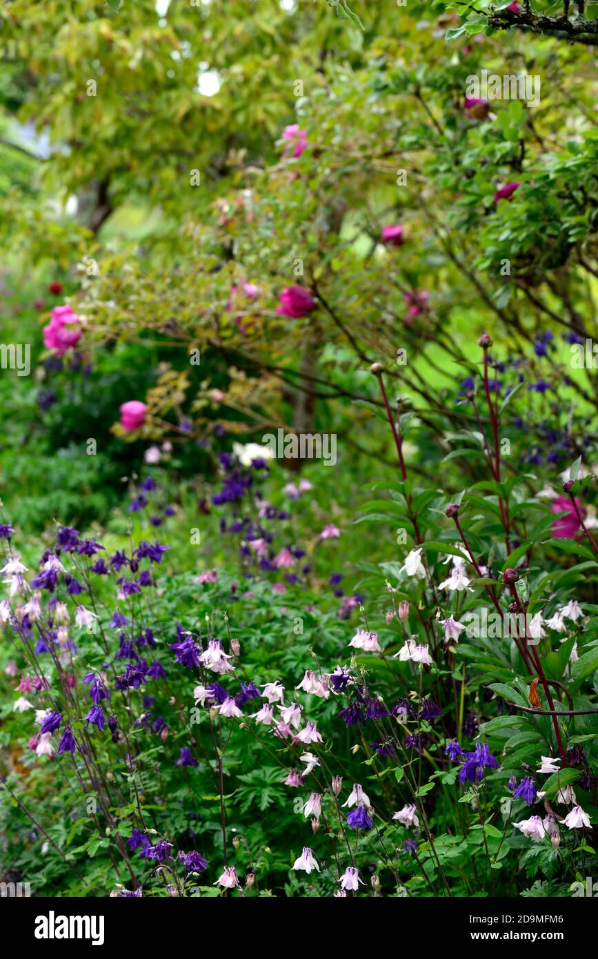Aquilegia vulgaris,mixed colours,mixed colors,pink,white,blue,purple flowers,flowering,blooms,perennials,columbines,columbine,aquilegia,aquilegias,RM Stock Photo
