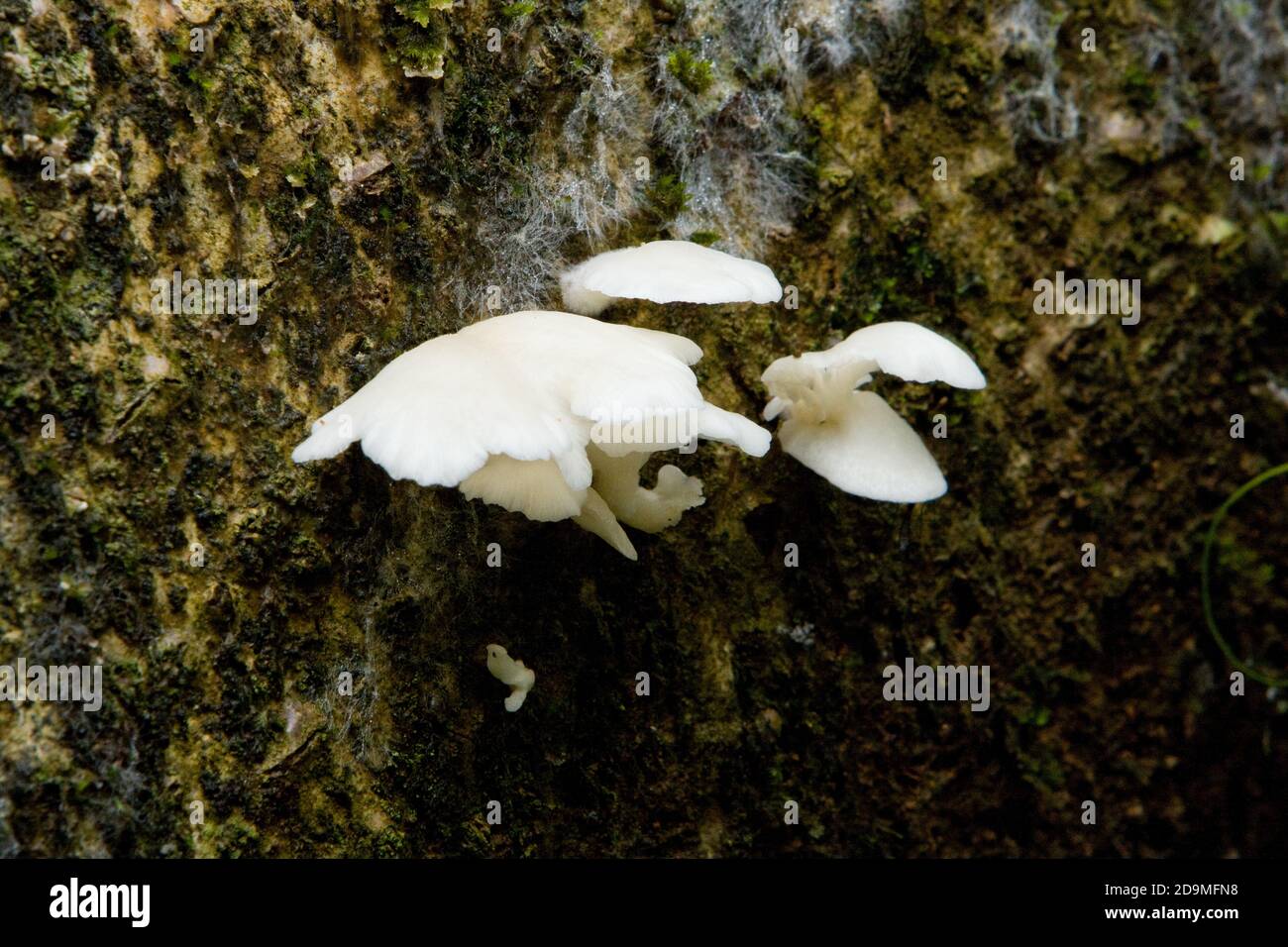White shelf or bracket fungi on a tree trunk in the rain forests of Panama.  Fungi are one of the principal means of breaking down decaying matter and Stock Photo