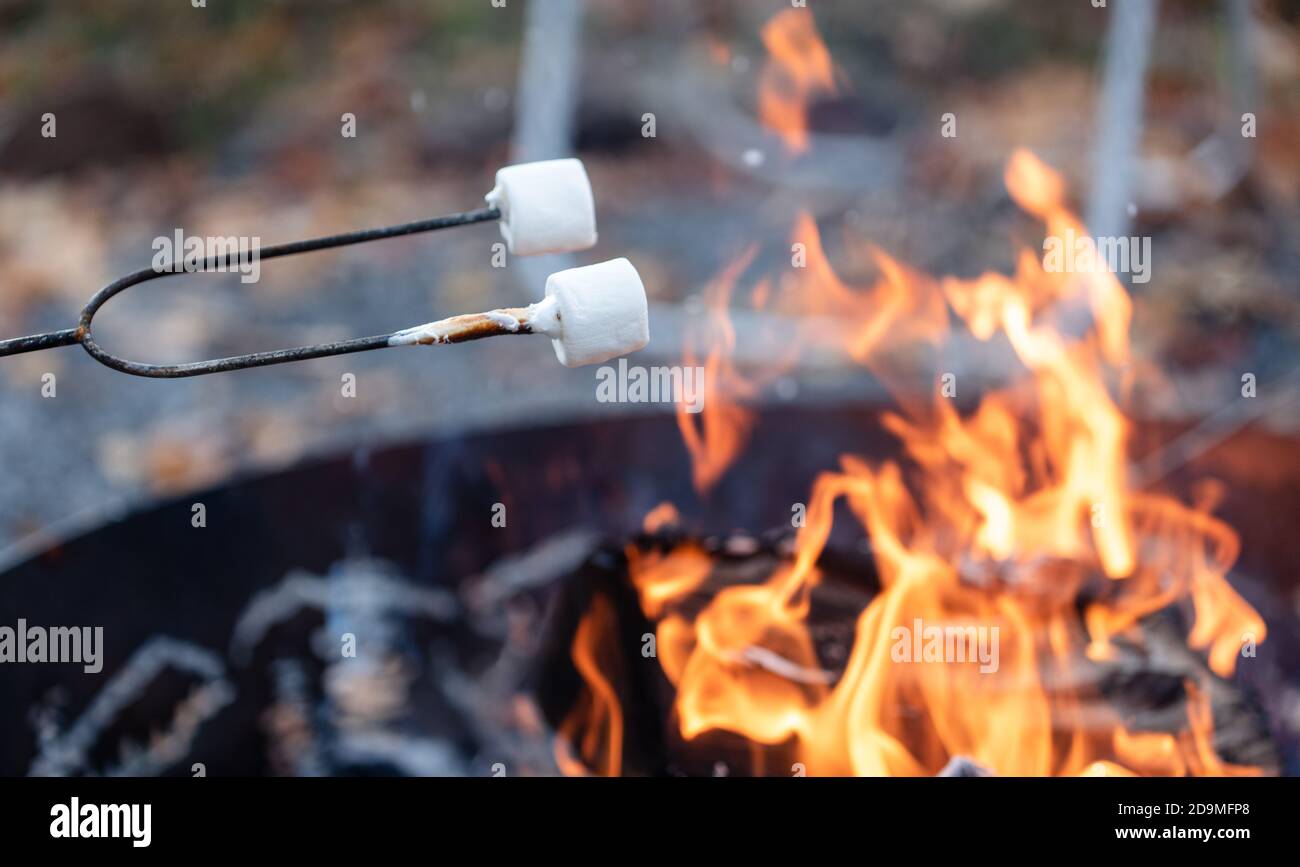 Marshmallows on a stick being roasted over a campfire outside. Stock Photo