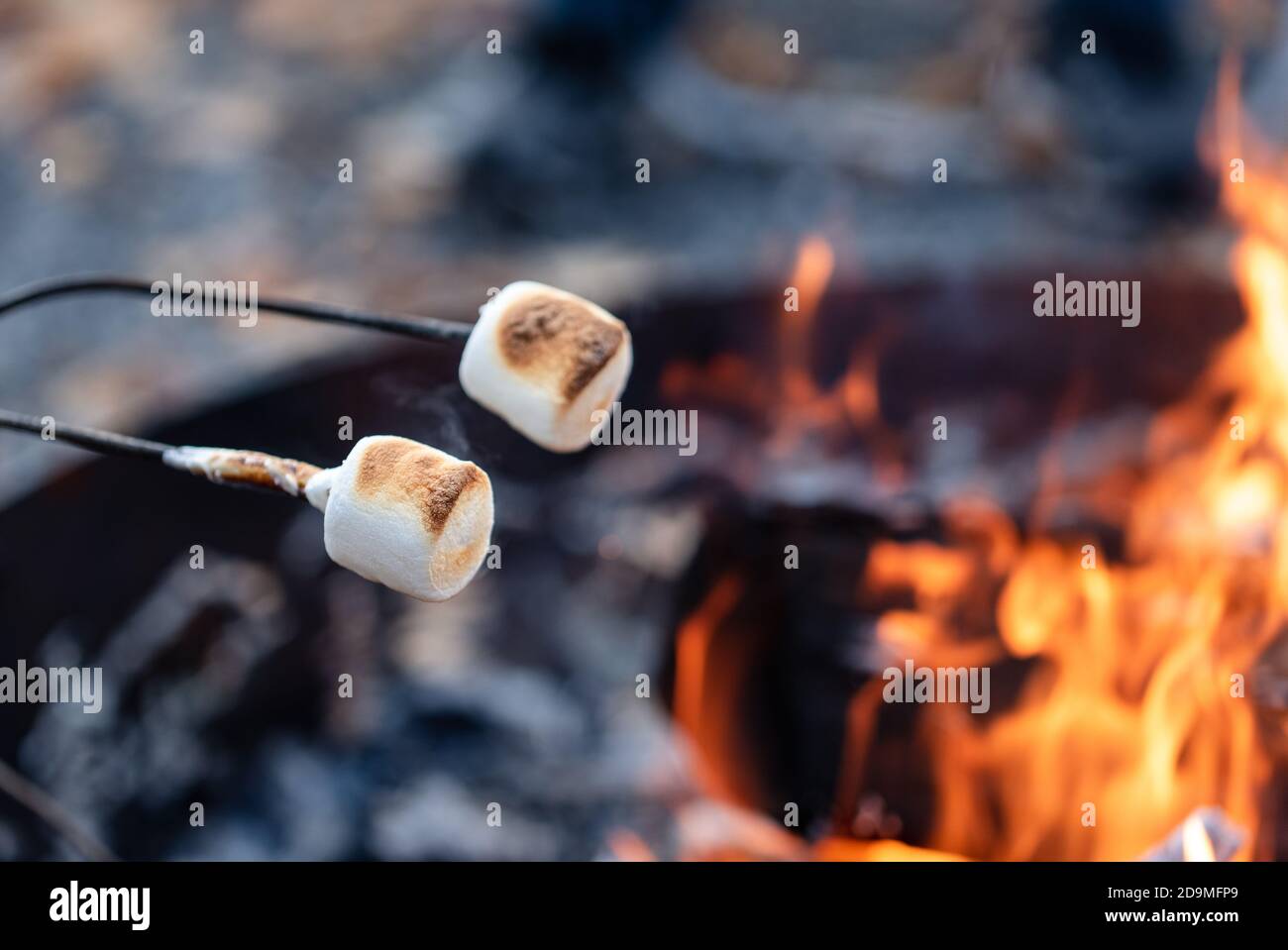 Marshmallows on a stick being roasted over a campfire outside. Stock Photo