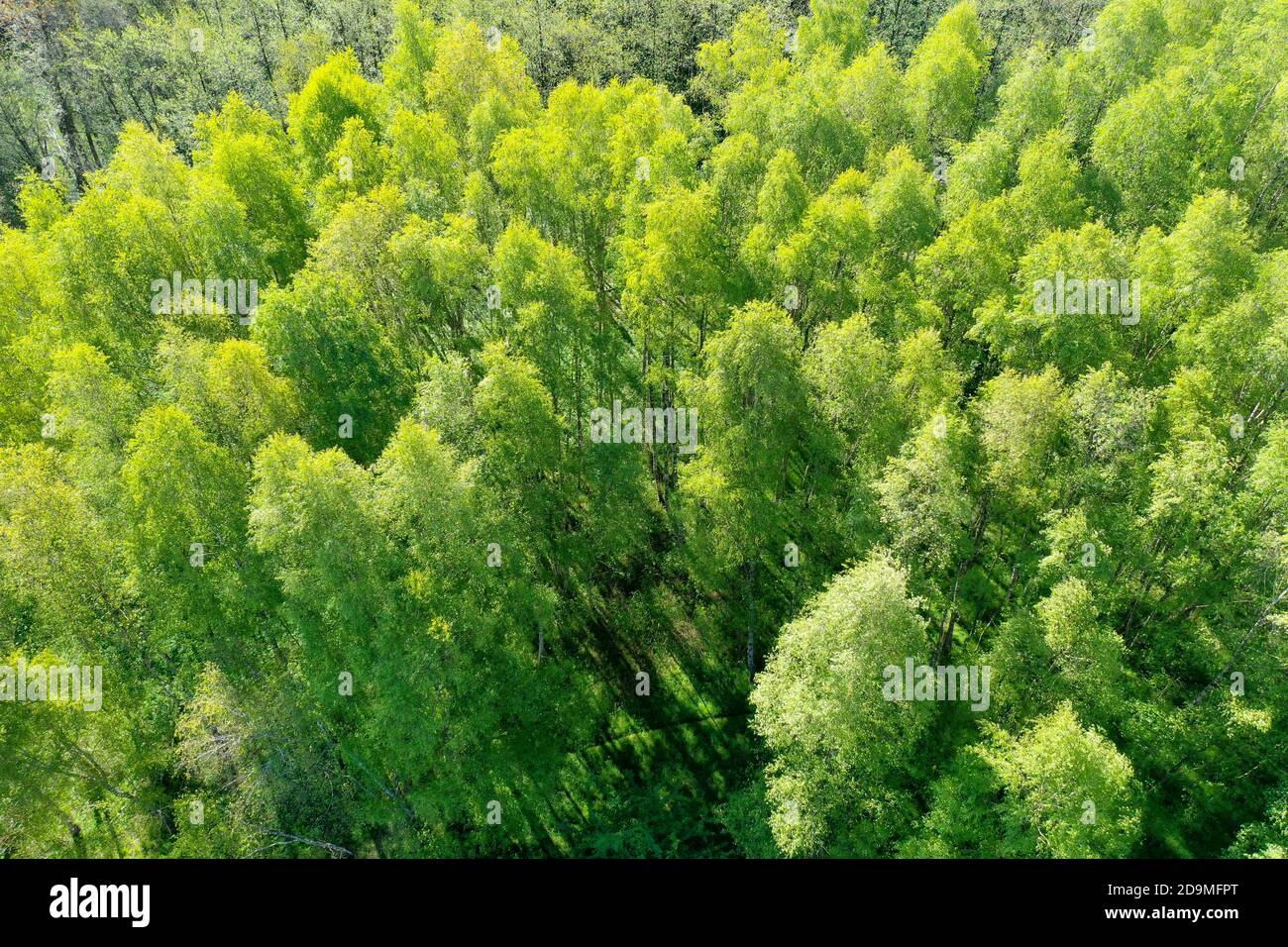 Birkenwald, Wald von oben, Luftaufnahme, Laubwald, wood, forest,  Deutschland, Norddeutschland, Schleswig-Holstein, Germany. Birken-Wald,  Hänge-Birke Stock Photo - Alamy