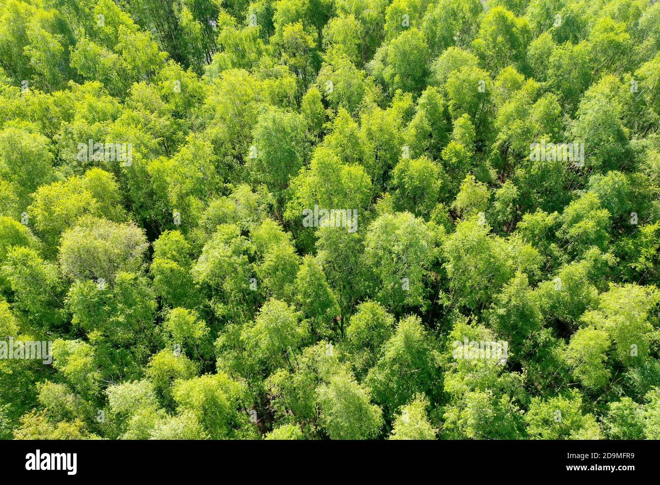 Birkenwald Wald Von Oben Luftaufnahme Laubwald Wood Forest 
