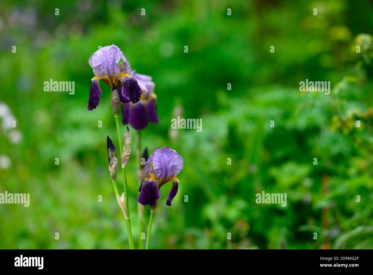 iris,Bearded Iris,Iris germanica,German Iris,Purple lilac Rust coloured,colored, Rhizomatous,flowering,flowers,RM Floral Stock Photo