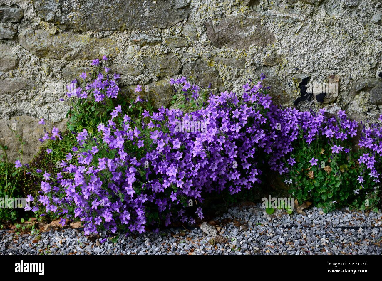 Campanula portenschlagiana,wall bellflower,mound-forming evergreen perennial,deep purple flowers,Dalmatian bellflower, Adria bellflower,purple flower, Stock Photo