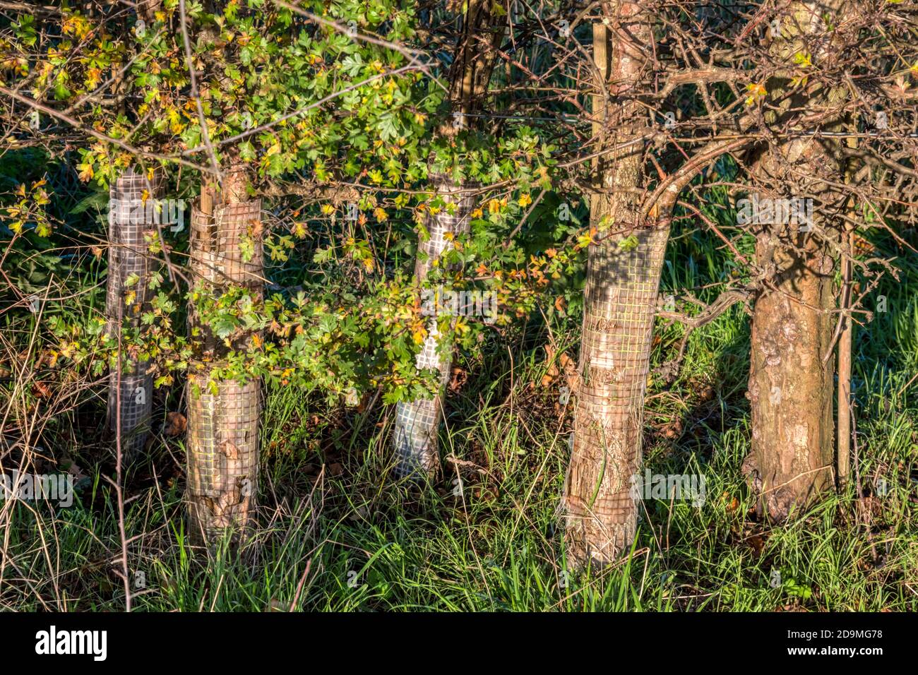 Hedge plants that have outgrown the plant guards originally placed around them as saplings. Stock Photo