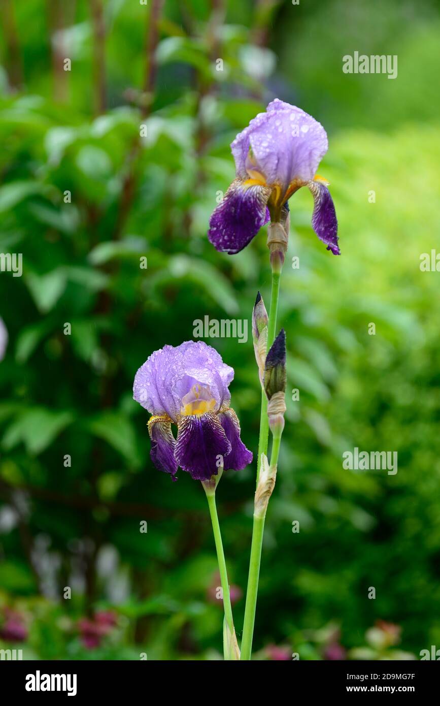 iris,Bearded Iris,Iris germanica,German Iris,Purple lilac Rust coloured,colored, Rhizomatous,flowering,flowers,RM Floral Stock Photo