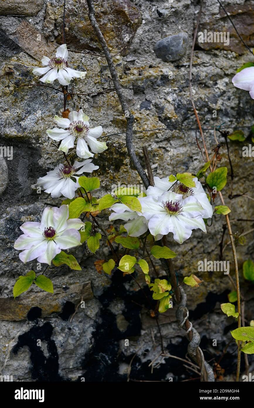Clematis Henryi,clematis Henry I,Early Large-flowered clematis,large star-shaped flowers,white flowers,flowering,growing against wall,climber,early su Stock Photo