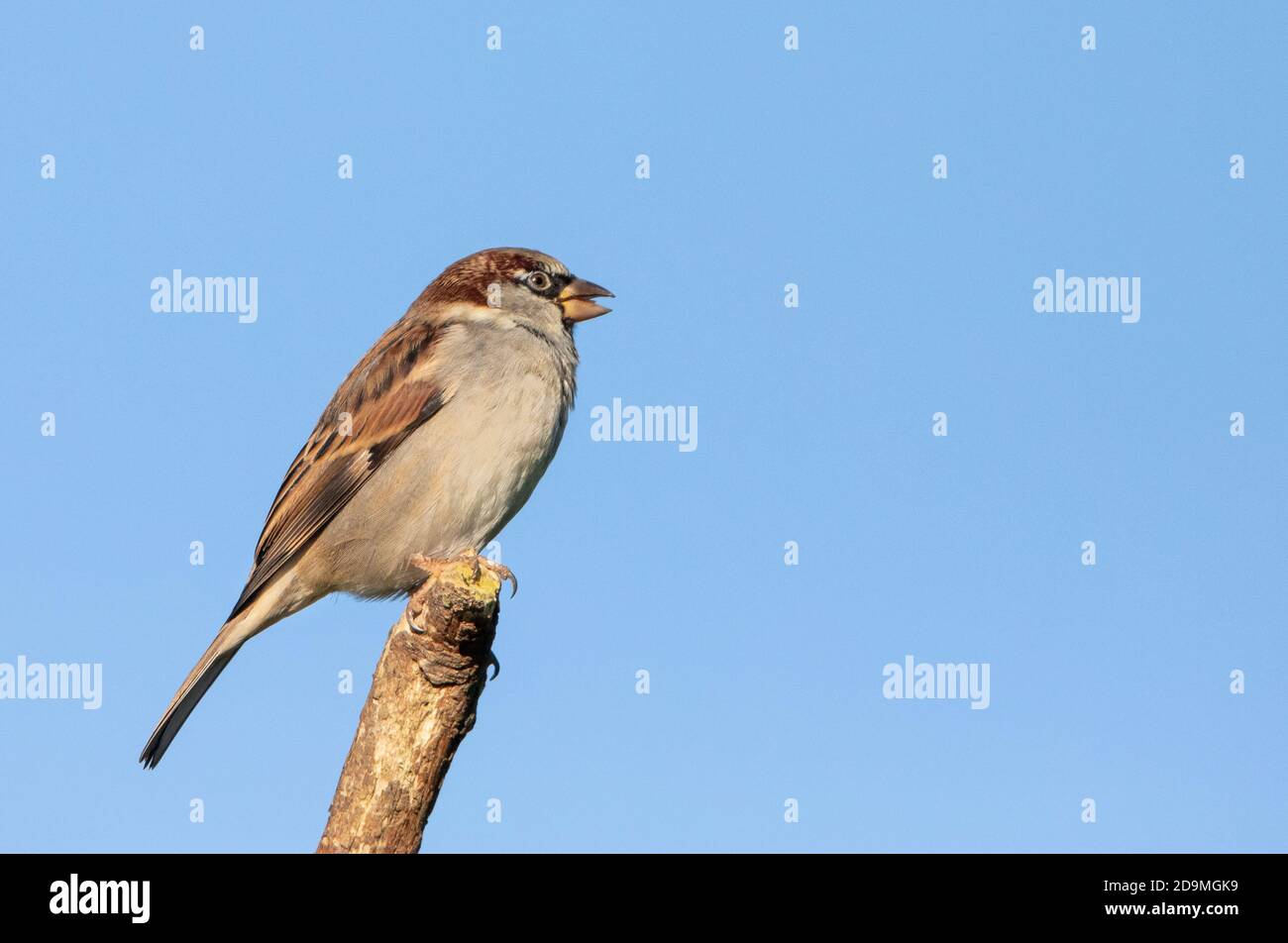 House Sparrow, Passer domesticus, wild garden bird, perched over a British Garden , Autumn2020 Stock Photo