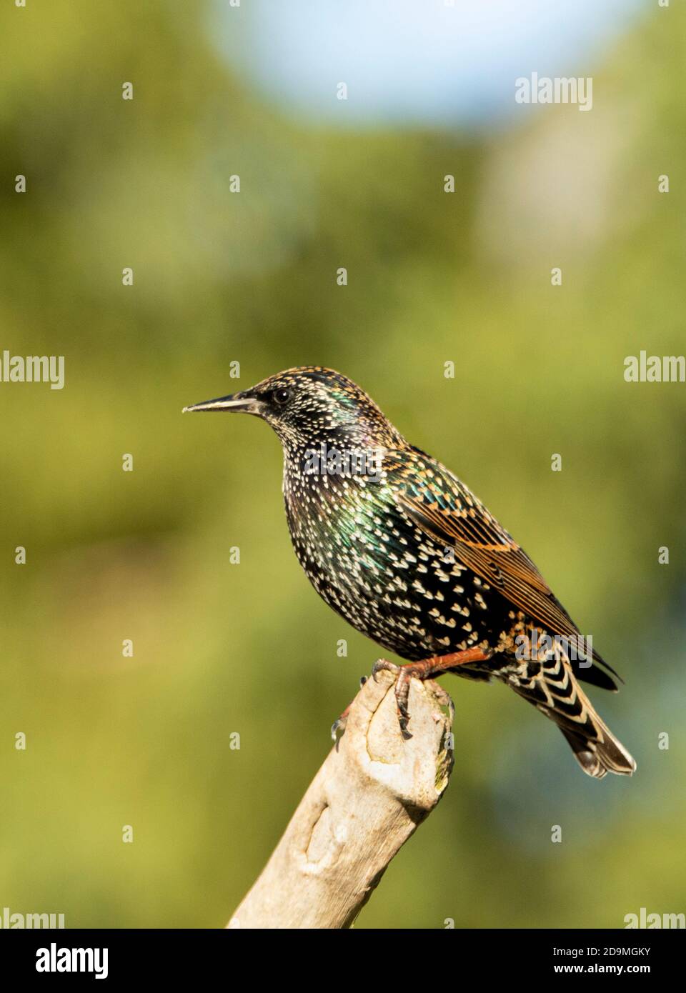 Starling, Sturnus vulgaris, perched on a branch over a UK garden, Bedfordshire, Autumn 2020 Stock Photo