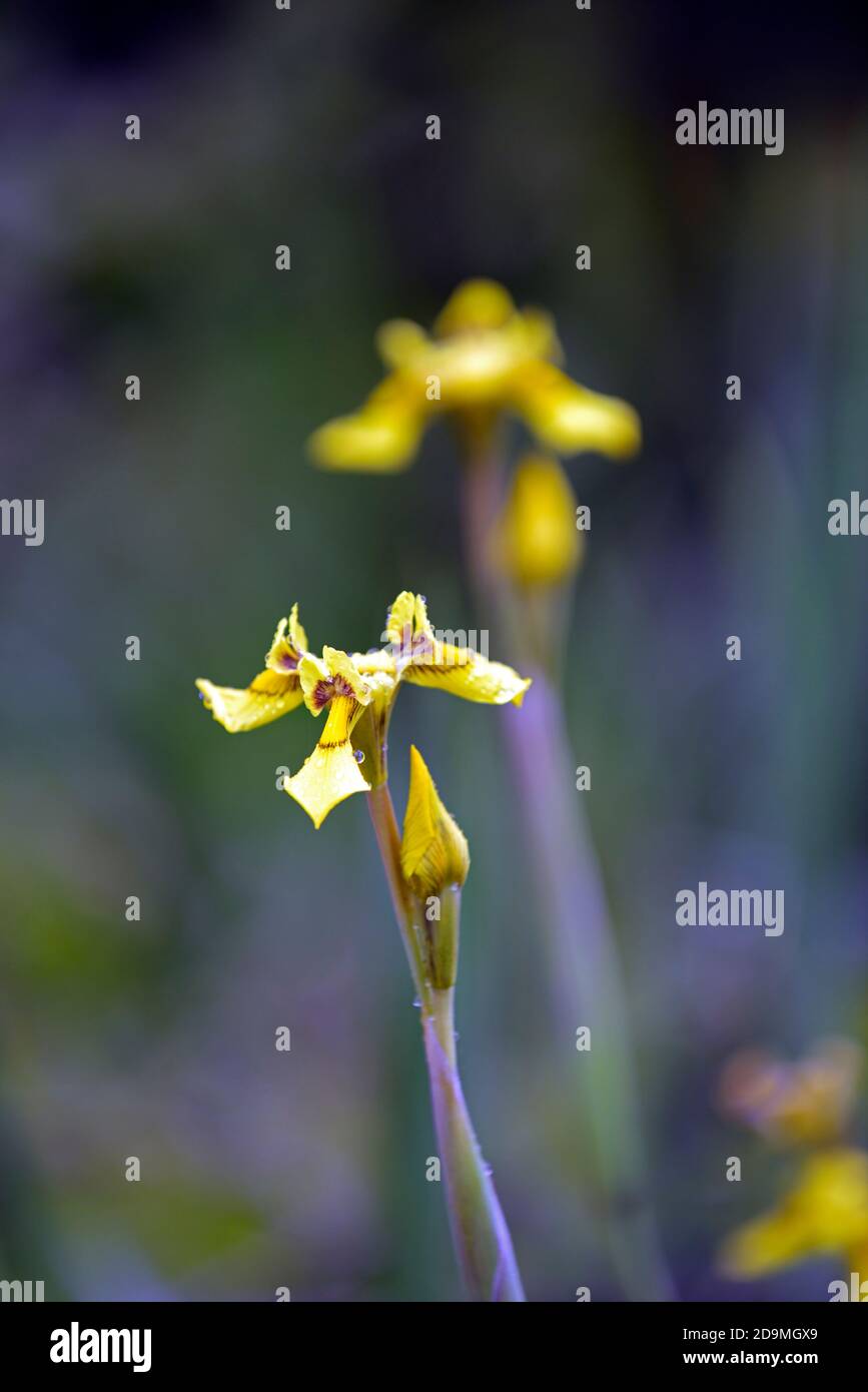 Moraea huttonii,Hutton's Cape tulip,Moraea rivularis,yellow flower flowers,yellow iris like flowers,flowering,Peacock lily,African iris,Butterfly iris Stock Photo