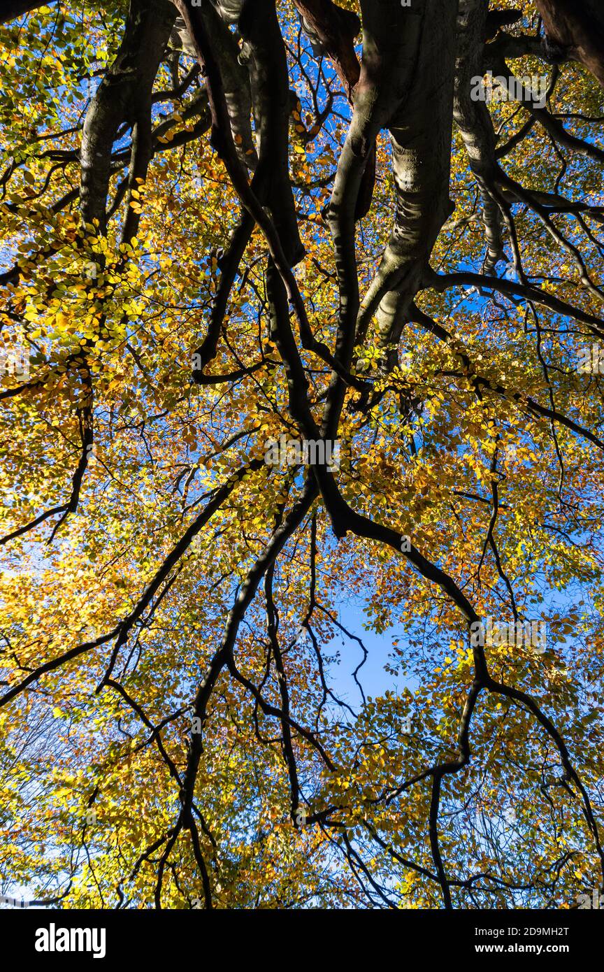 Colourful autumn leaves contast against a blue sky. Stock Photo