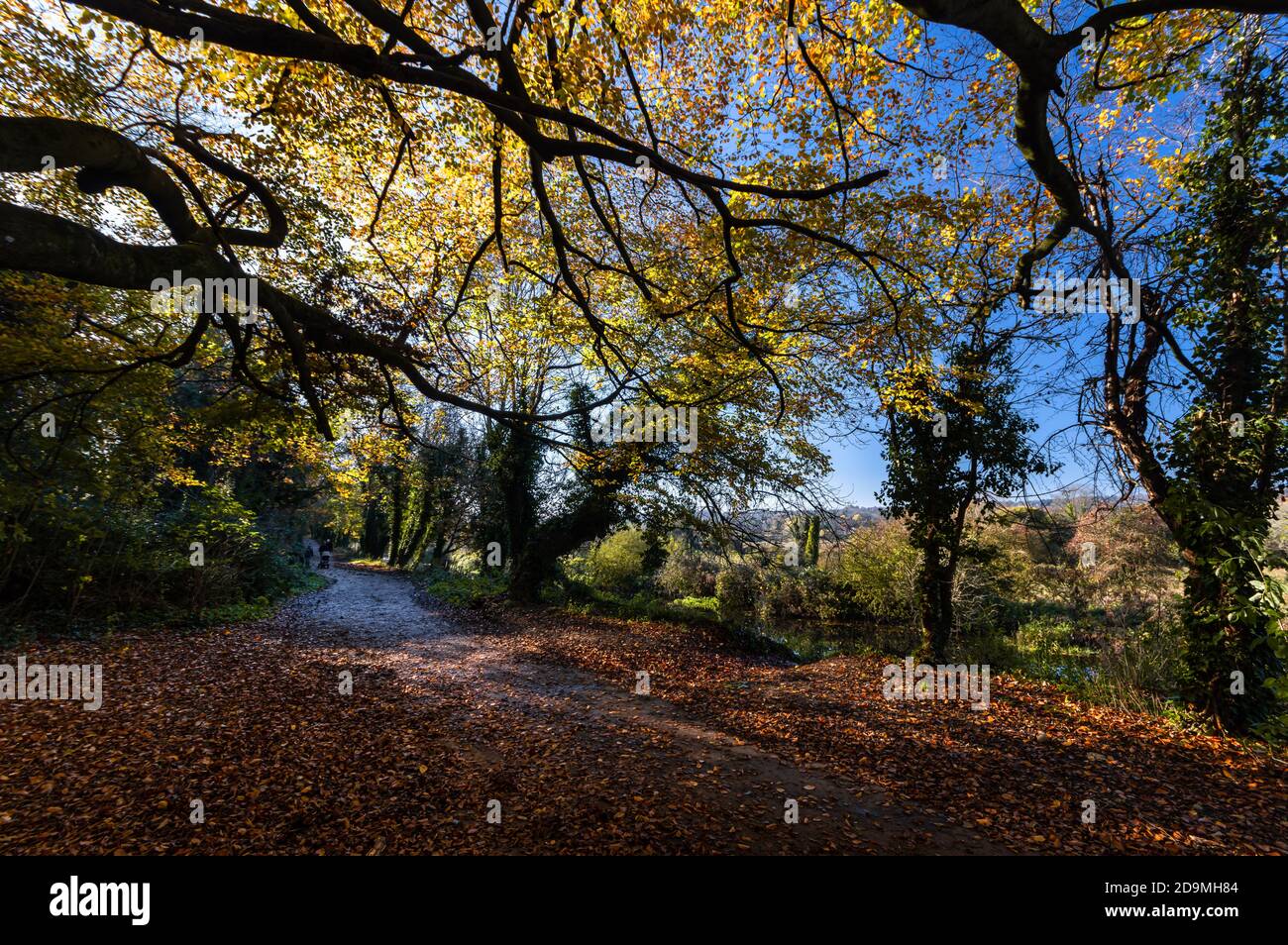 Colourful autumn leaves contast against a blue sky along a footpath on the outskirts of the city of Winchester in Hampshire, England. Stock Photo
