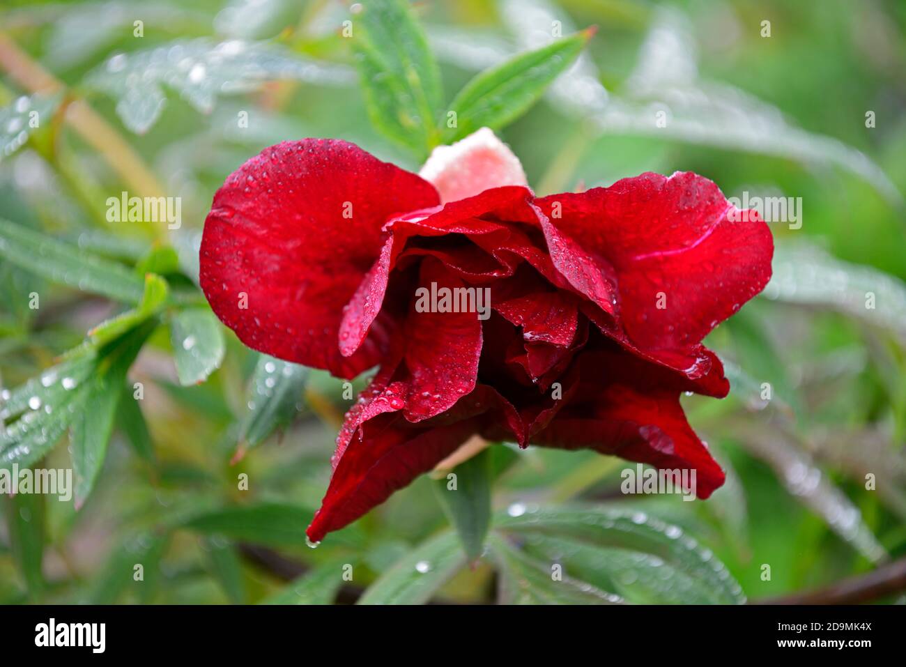 Paeonia suffruticosa,wine dark red coloured flower,flowers,flowering,tree peony,spring,garden,gardens,RM Floral Stock Photo