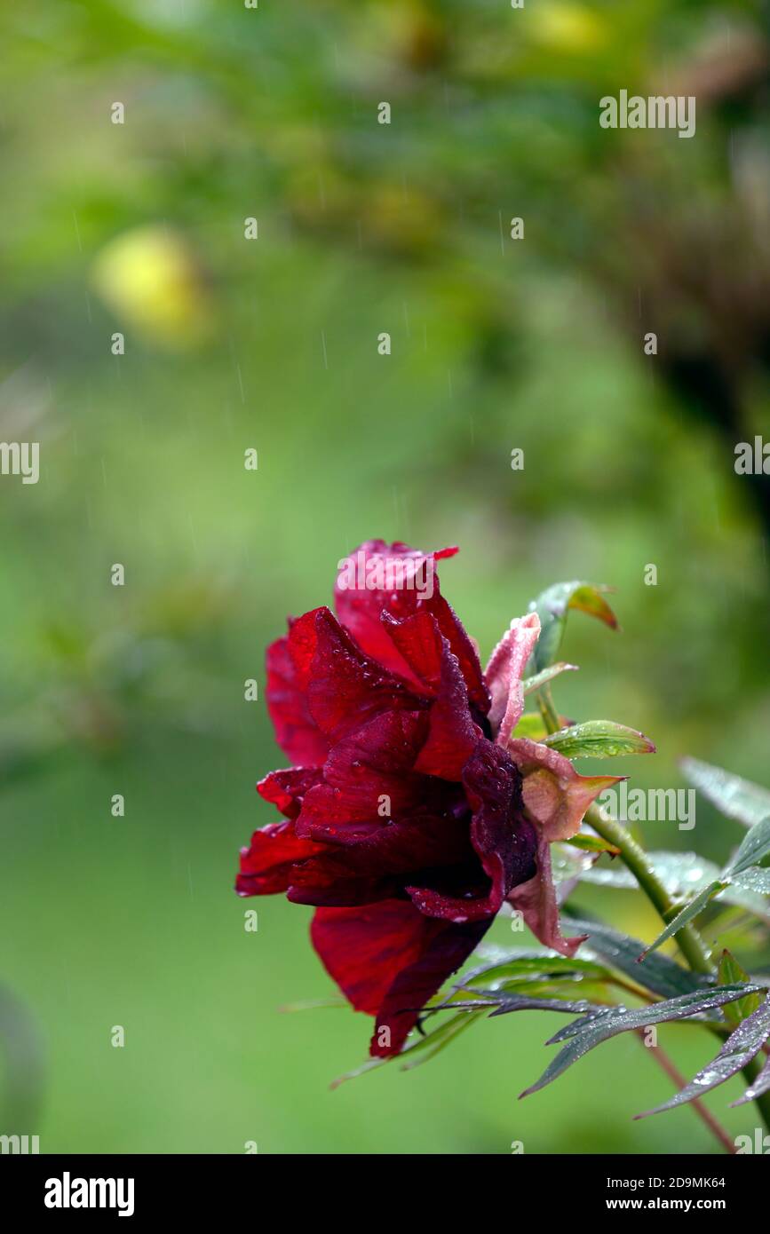 Paeonia suffruticosa,dark red wine coloured flower,flowers,flowering,tree peony,spring,garden,gardens,RM Floral Stock Photo