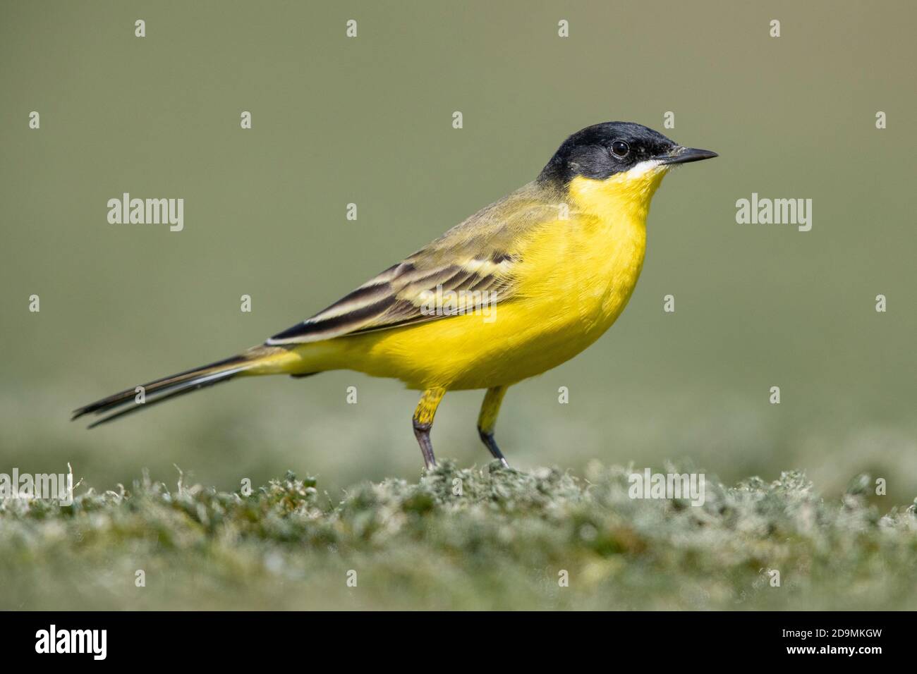 Yellow Wagtail (Motacilla flava feldegg), side view of an adult male standing on the ground, Campania, Italy Stock Photo