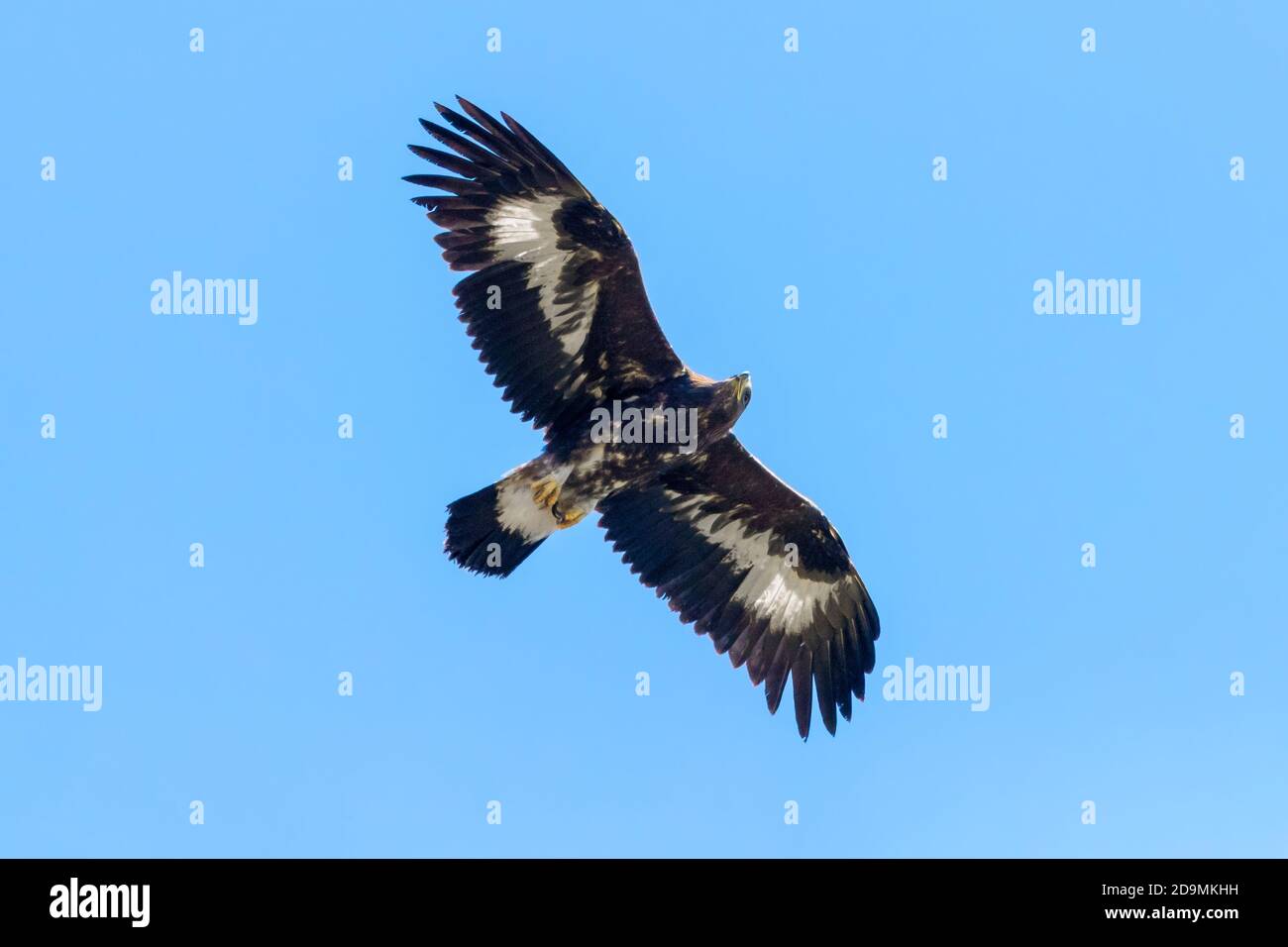 Golden Eagle (Aquila chrysaetos), juvenile in flight seen from below, Campania, Italy Stock Photo