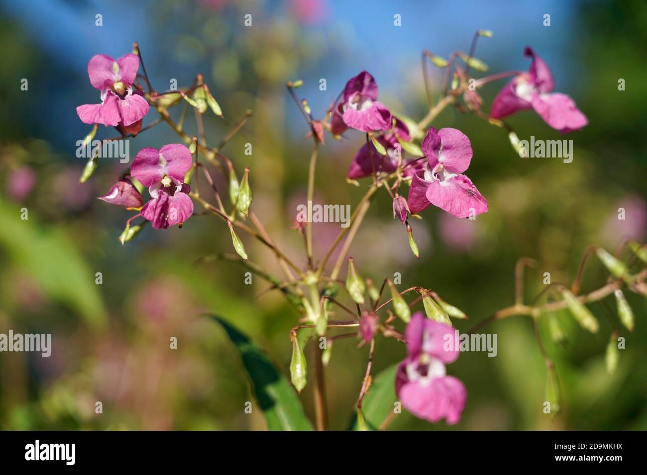 Germany, Bavaria, Upper Bavaria, Glandular balsam, Impatiens glandulifera, flowers Stock Photo