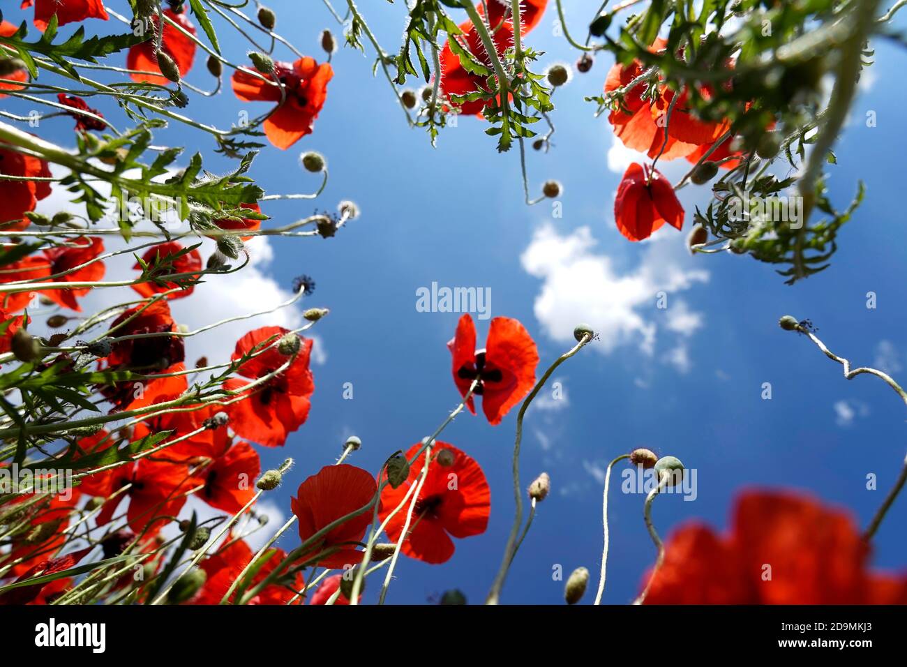 Germany, Bavaria, Upper Bavaria, Altötting district, poppies, corn poppies, Papaver rhoeas, taken from below against blue sky, low angle view Stock Photo