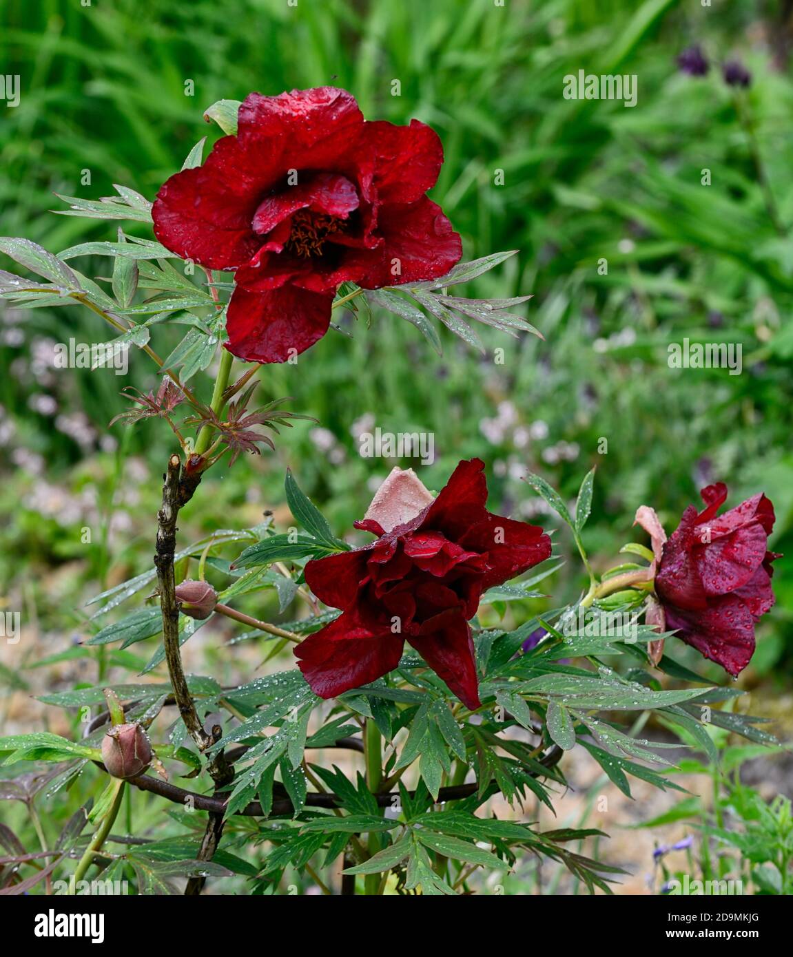 Paeonia suffruticosa,wine deep red coloured flower,flowers,flowering,tree peony,spring,garden,gardens,RM Floral Stock Photo